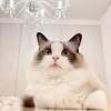 ニシローランドゴリラさんのプロフィール画像