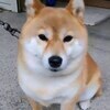 たいくつおじさんさんのプロフィール画像