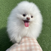 Mochiさんのプロフィール画像