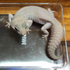 leopardさんのプロフィール画像