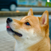 いなさんのプロフィール画像