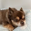 レンポンケンさんのプロフィール画像