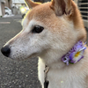 Itoさんのプロフィール画像