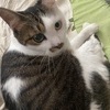SACHIKOさんのプロフィール画像