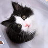 にゃんねこさんのプロフィール画像