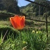 ツムジさんのプロフィール画像