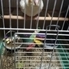 Deesさんのプロフィール画像