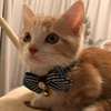 nekosanさんのプロフィール画像