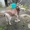 ジジさんのプロフィール画像