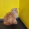 里親探しお手伝い♪さんのプロフィール画像