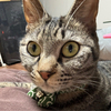 の