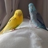 インコ大好きさんのプロフィール画像