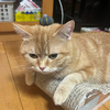 りんごあめさんのプロフィール画像