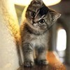 柴犬さんのプロフィール画像