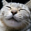 猫の下僕さんのプロフィール画像