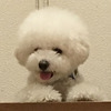 paupauさんのプロフィール画像