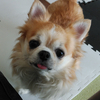 マロマロハさんのプロフィール画像