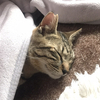 しぐさんのプロフィール画像