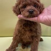 petlandさんのプロフィール画像
