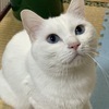 つきかのさんのプロフィール画像