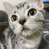 かなてぃーさんのプロフィール画像