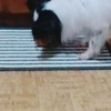 パピーパパさんのプロフィール画像