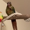 ウロコインコ捜索中さんのプロフィール画像