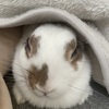 スミレさんのプロフィール画像