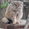 GOTOさんのプロフィール画像