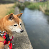 はなちゃんさんのプロフィール画像