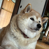 はなさんのプロフィール画像