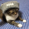 ベリーさんのプロフィール画像