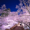 桜さんのプロフィール画像