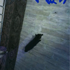 museさんのプロフィール画像