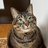 ひょんさんのプロフィール画像