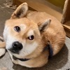 ayako さんのプロフィール画像