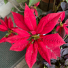 ポインセチアさんのプロフィール画像